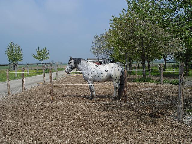 KIF_0481.JPG