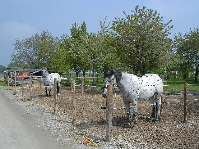 KIF_0482.JPG