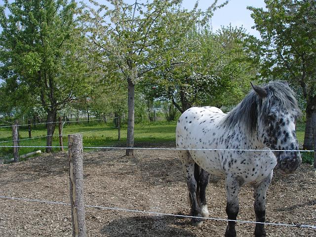 KIF_0483.JPG