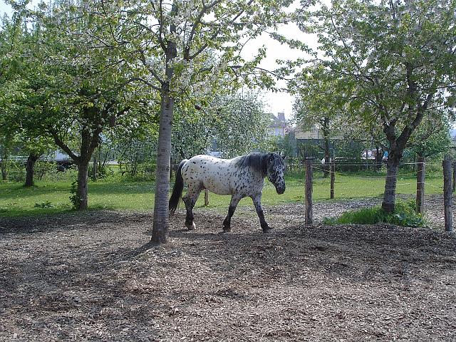 KIF_0488.JPG