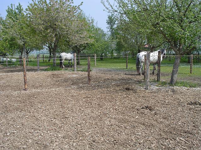 KIF_0490.JPG