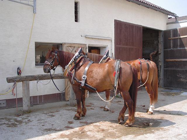 KIF_0495.JPG