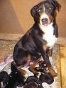 hunde_01