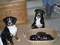 hunde_02