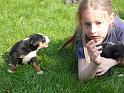 hunde_04
