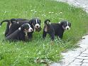 hunde_05