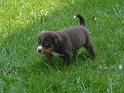 hunde_06