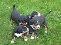 hunde_07