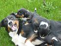 hunde_08