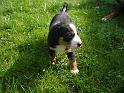 hunde_09