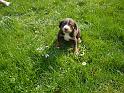 hunde_10
